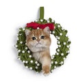 Golden shaded British Shorthair cat on white Christmas