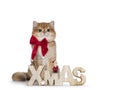 Golden shaded British Shorthair cat on white Christmas Royalty Free Stock Photo