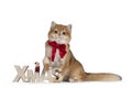 Golden shaded British Shorthair cat on white Christmas Royalty Free Stock Photo