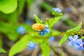 Golden Shaggy Beetle Pest On Blue Flower.