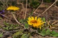 Golden shaggy beetle pest Latin: Tropinota hirta on yellow flower Dandelion Latin: Taraxacum. Soft focus Royalty Free Stock Photo