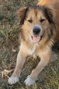 Golden shepherd mix resting in dry grass