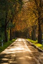 Golden shimmering road after rain in autumn