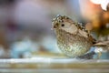 Golden shiny decorative christmas bird .Shallow depth of field