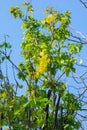 Golden Shower or amaltas tree Cassia fistula yellow flowers and green leaves Royalty Free Stock Photo