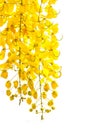 Golden shower Cassia fistula, Beautiful flower in summer time Royalty Free Stock Photo