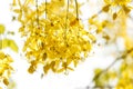 Golden shower (Cassia fistula), Beautiful flower Royalty Free Stock Photo