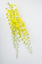 Golden shower or cassia fistula flower Royalty Free Stock Photo