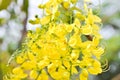 Golden shower , cassia fistula or pudding pipe or leguminosae caesalpinioideae or indian laburnum or yellow flowers