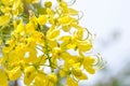 Golden shower , cassia fistula or pudding pipe or leguminosae caesalpinioideae or indian laburnum or yellow flowers