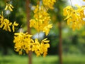 Golden shower (Cassia fistula), yellow flower national flower of Thailand Royalty Free Stock Photo