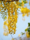 Golden shower (Cassia fistula), yellow flower national flower of Thailand