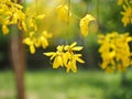 Golden shower (Cassia fistula), yellow flower national flower of Thailand Royalty Free Stock Photo