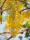 Golden shower (Cassia fistula), yellow flower national flower of Thailand Royalty Free Stock Photo