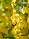 Golden shower flower tree, Cassia fistula in summer Royalty Free Stock Photo