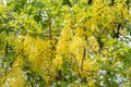 Golden shower flower tree, Cassia fistula in summer Royalty Free Stock Photo