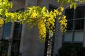 Golden shower flowers , Cassia fistulosa tree on building background