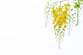 Golden shower flowers , Cassia fistulosa tree flowers , summer f Royalty Free Stock Photo