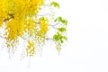 Golden shower flowers , Cassia fistulosa tree flowers , summer f