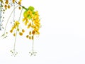 Golden shower flowers , Cassia fistulosa tree flowers, summer fl Royalty Free Stock Photo