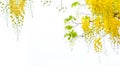 Golden shower flowers , Cassia fistulosa tree flowers , summer f