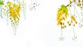 Golden shower flowers , Cassia fistulosa tree flowers , summer f Royalty Free Stock Photo