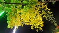 Golden Shower flowers in the dark night Royalty Free Stock Photo