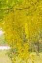 Golden shower with garden background