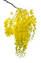 Golden Shower, Purging Cassia ( Cassis fistula Linn )