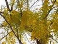 Golden shower, purging cassia, Indian laburnum Flower Royalty Free Stock Photo