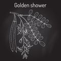 Golden shower, or rain tree Cassia fistula , medicinal plant.