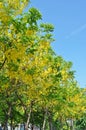 Golden Shower Tree Royalty Free Stock Photo