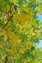 Golden Shower Tree Royalty Free Stock Photo