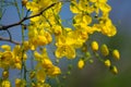 Golden Shower Tree or Amaltas or Indian Laburnum Cassia fistula Flowers Royalty Free Stock Photo