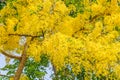 Golden shower tree, beautiful yellow flower Royalty Free Stock Photo