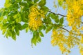 Golden shower tree, beautiful yellow flower Royalty Free Stock Photo