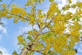 Golden shower tree, beautiful yellow flower name is Ratchaphruek Royalty Free Stock Photo