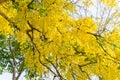Golden shower tree, beautiful yellow flower Ratchaphruek Royalty Free Stock Photo