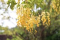 Golden Shower tree in bloom Royalty Free Stock Photo