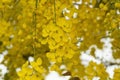 Golden Shower Tree Blossom Royalty Free Stock Photo