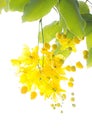 Golden shower tree (Cassia fistula) Royalty Free Stock Photo