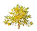 Golden shower tree (Cassia fistula) Royalty Free Stock Photo