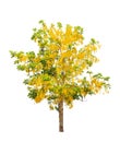 Golden shower tree (Cassia fistula) Royalty Free Stock Photo