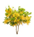 Golden shower tree (Cassia fistula) Royalty Free Stock Photo