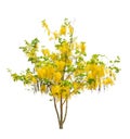 Golden shower tree (Cassia fistula) Royalty Free Stock Photo
