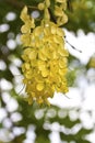 Golden shower tree flowers Royalty Free Stock Photo