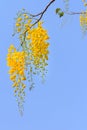 Golden shower tree flowers Royalty Free Stock Photo