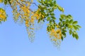 Golden shower tree flowers Royalty Free Stock Photo