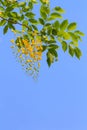 Golden shower tree flowers Royalty Free Stock Photo