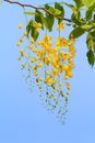 Golden shower tree flowers Royalty Free Stock Photo